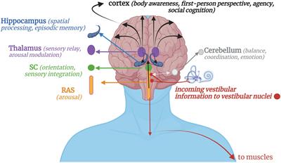 Frontiers | The brain-body disconnect: A somatic sensory basis for